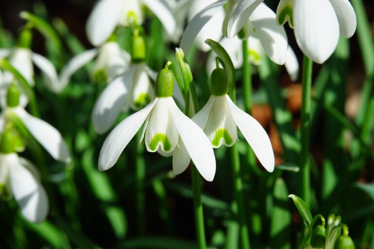 snowdrops-1025050_1280